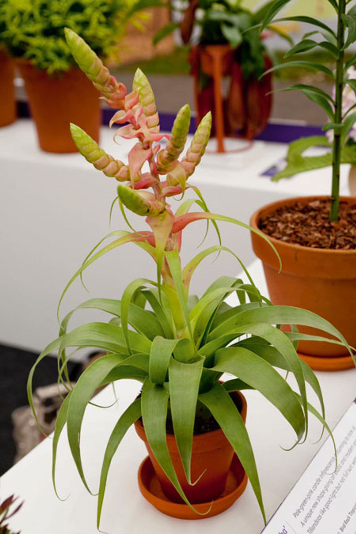 m*c様 Tillandsia brachyphylla Bromeliads in Australia - Tillandsia brachyphylla