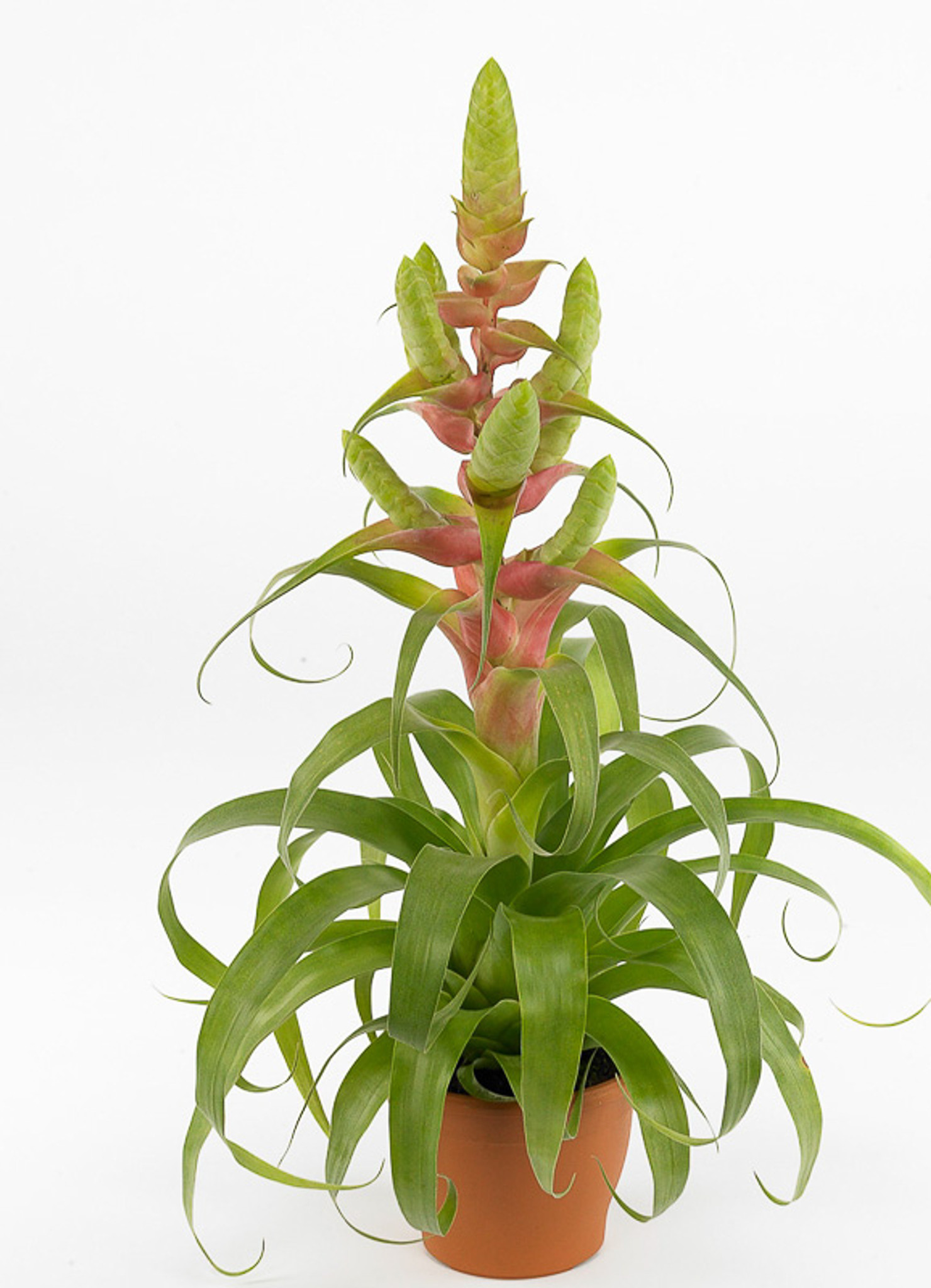 Tillandsia Samantha - (T. mooreana x kalmbacheri) - Bird