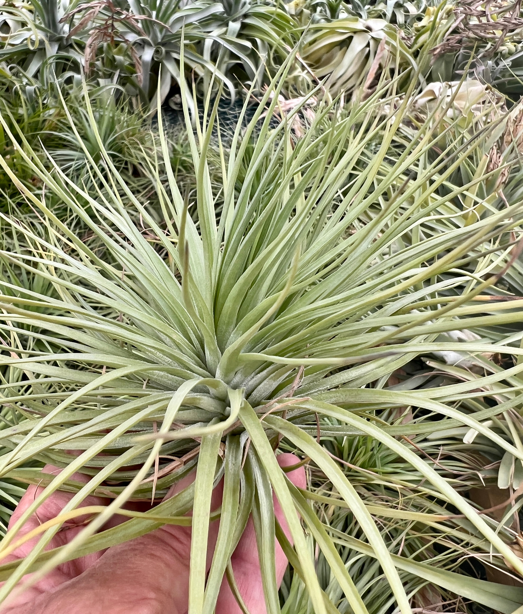 Tillandsia Houston (red spike) - Bird Rock Tropicals