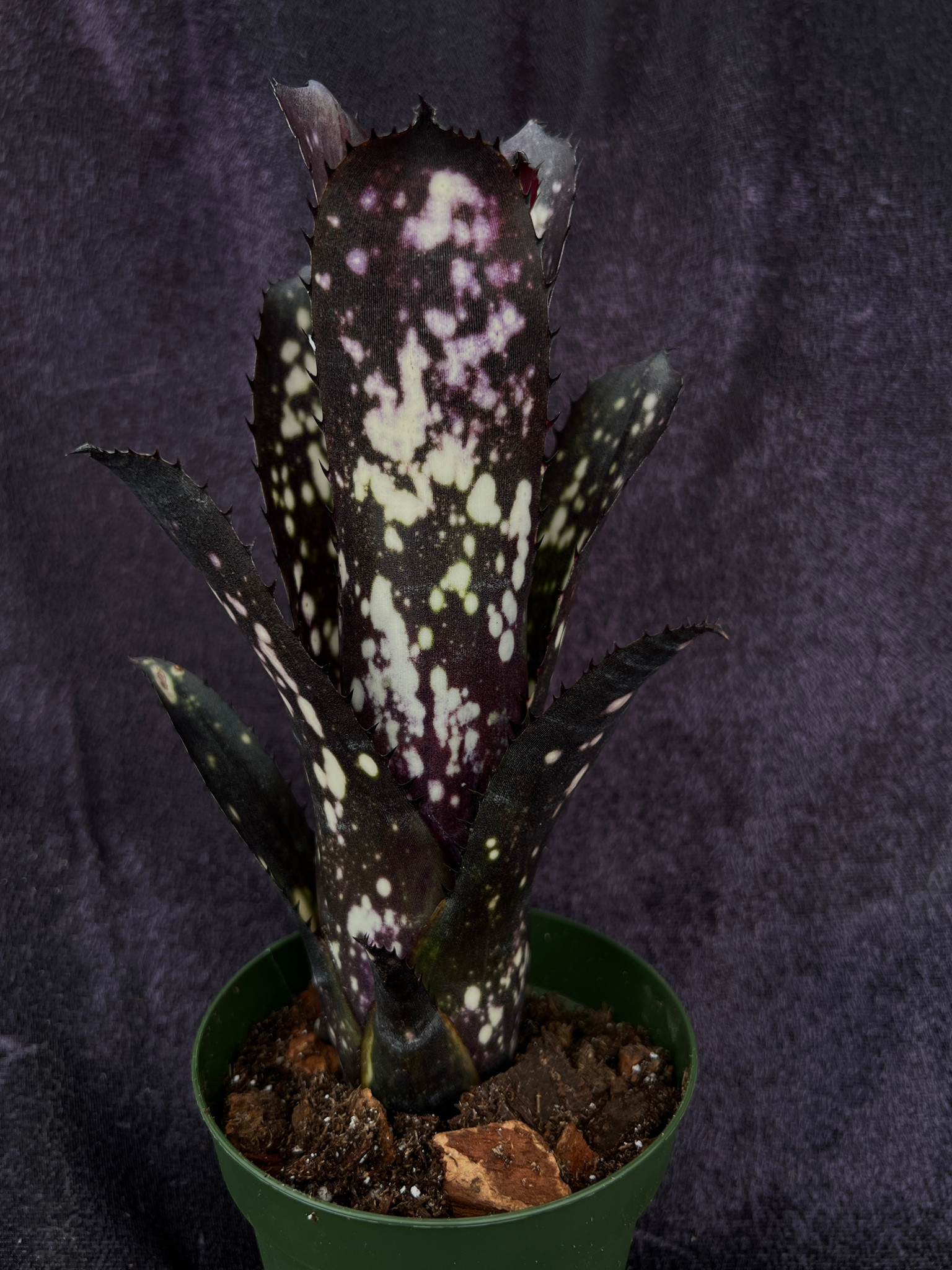Billbergia Aubergine - Bird Rock Tropicals