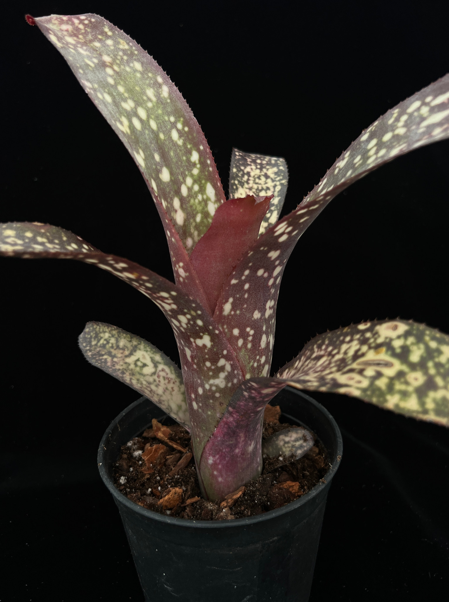 Billbergia Call of the Wild - Bird Rock Tropicals