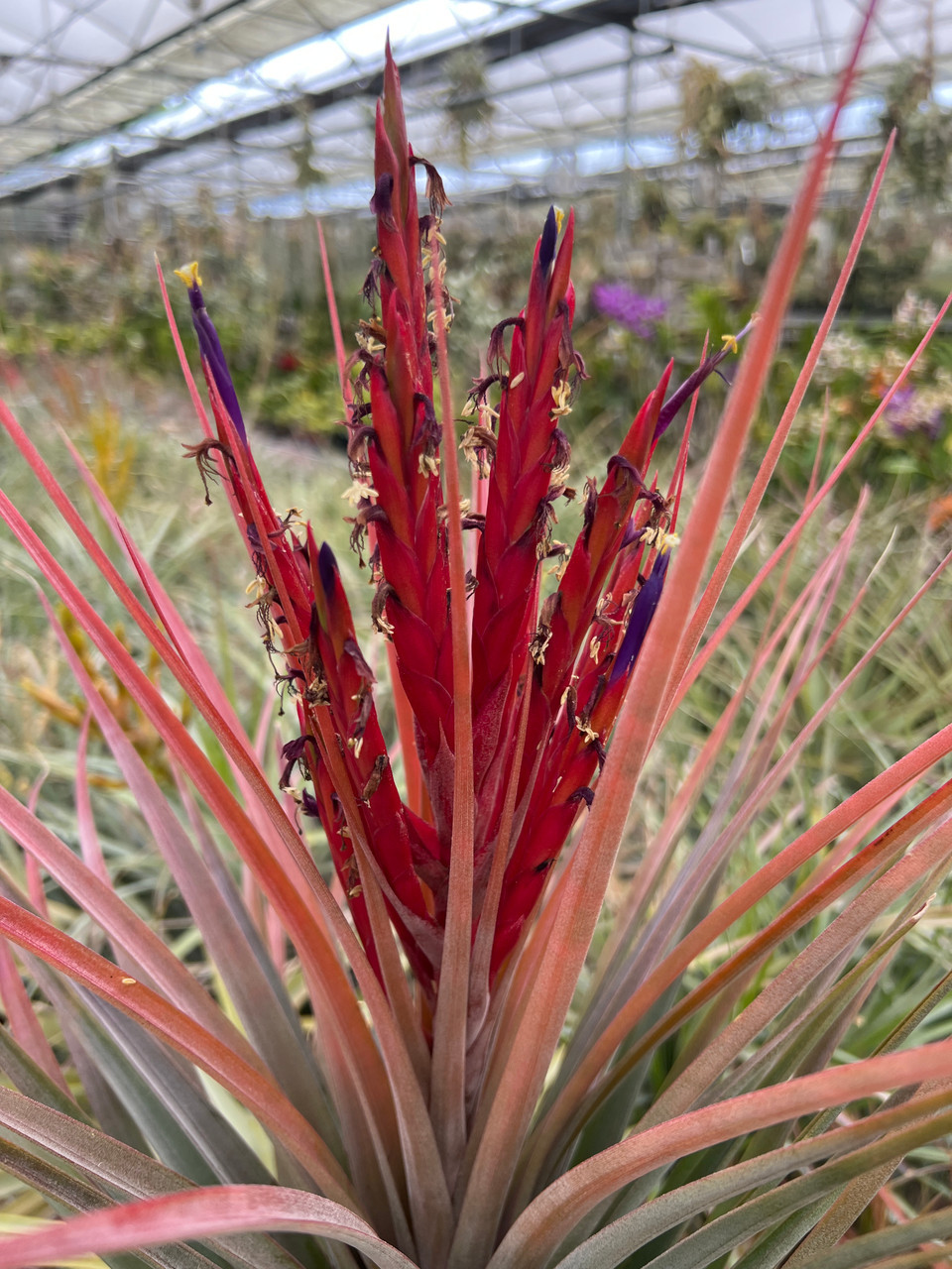 Tillandsia fasciculata 'Red' x latifolia - Bird Rock Tropicals