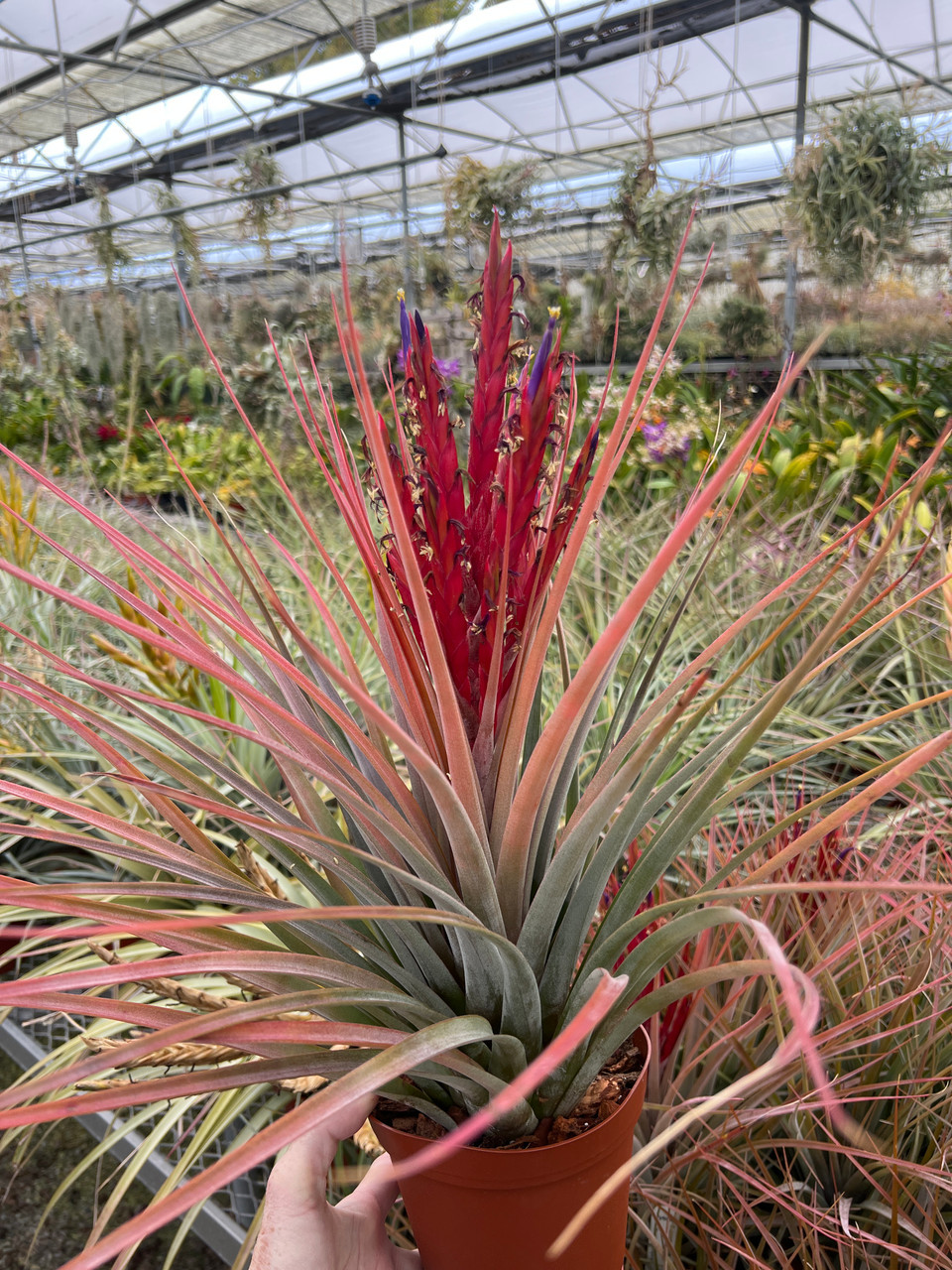 Tillandsia fasciculata 'Red' x latifolia - Bird Rock Tropicals
