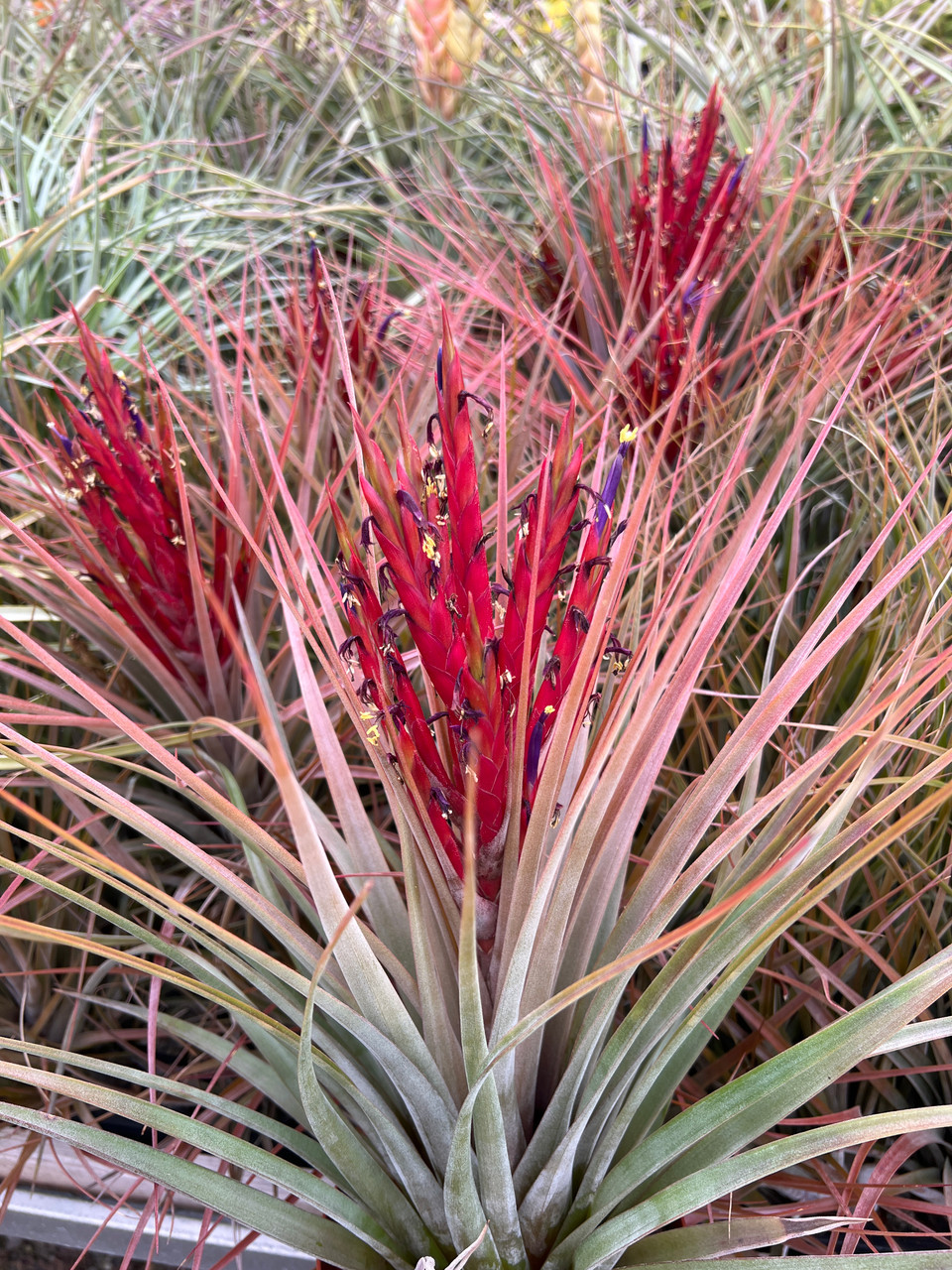 Tillandsia fasciculata 'Red' x latifolia - Bird Rock Tropicals