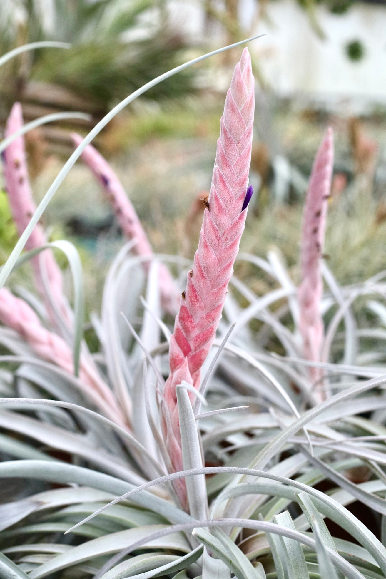 Tillandsia Queen's Serpent (T. carlsoniae x chiapensis) - Bird