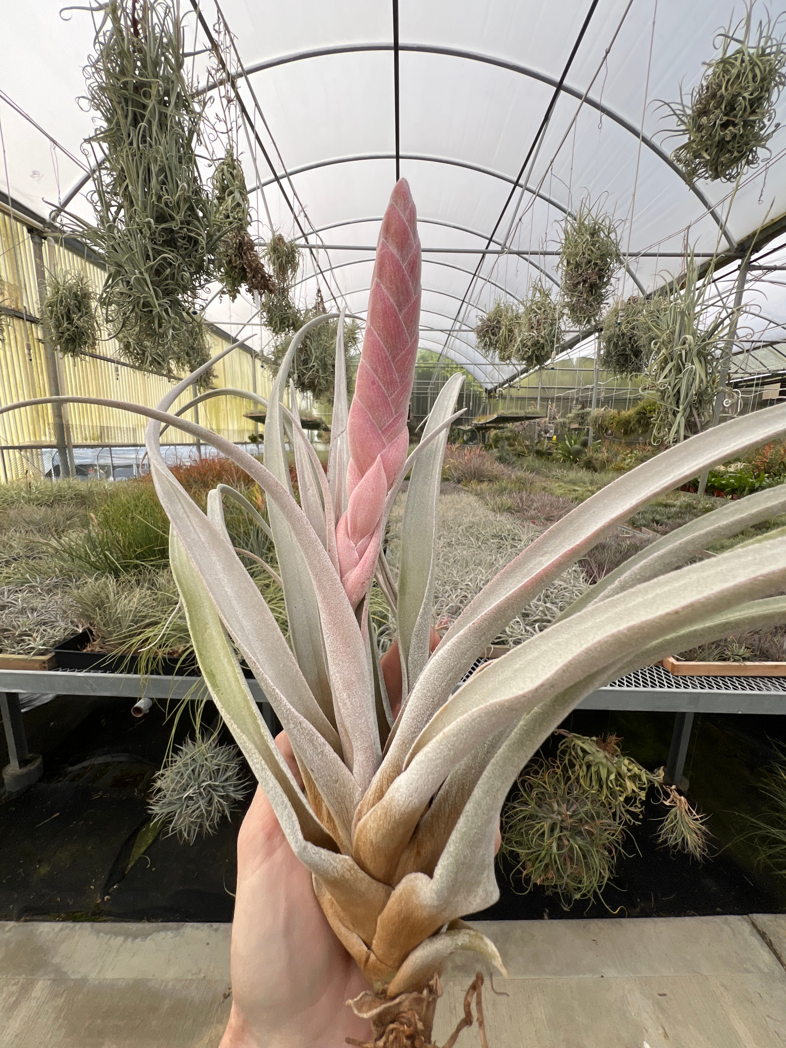 Tillandsia Queen's Serpent (T. carlsoniae x chiapensis) - Bird