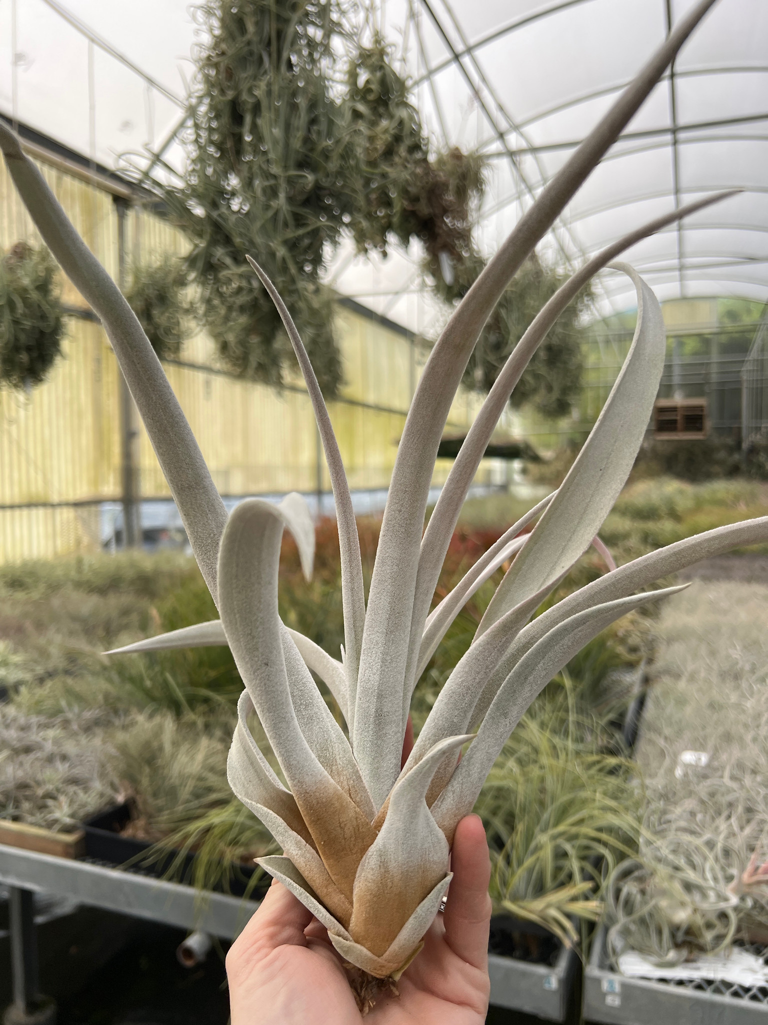 Tillandsia Queen's Serpent (T. carlsoniae x chiapensis) - Bird