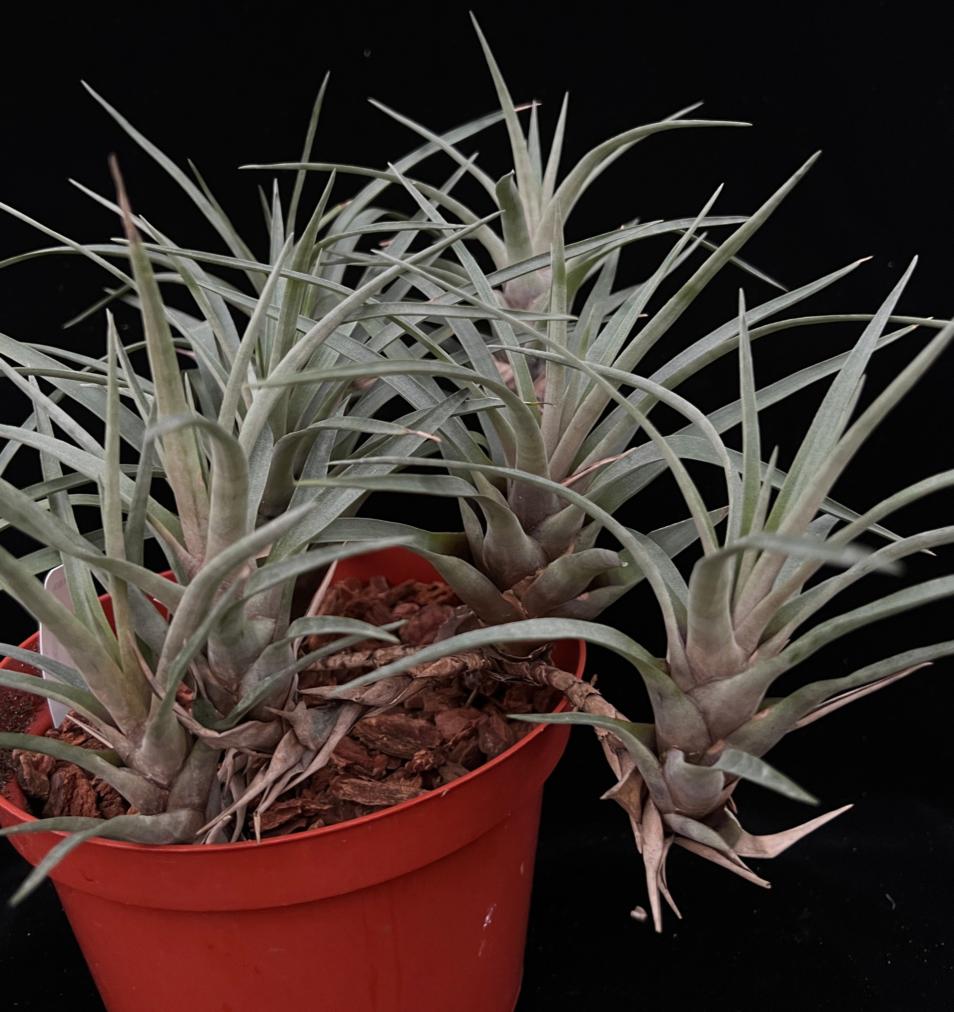 ブロメリア・エアープランツ Vriesea Dark Ninja x Forres Frost Vriesea species - Bird Rock Tropicals