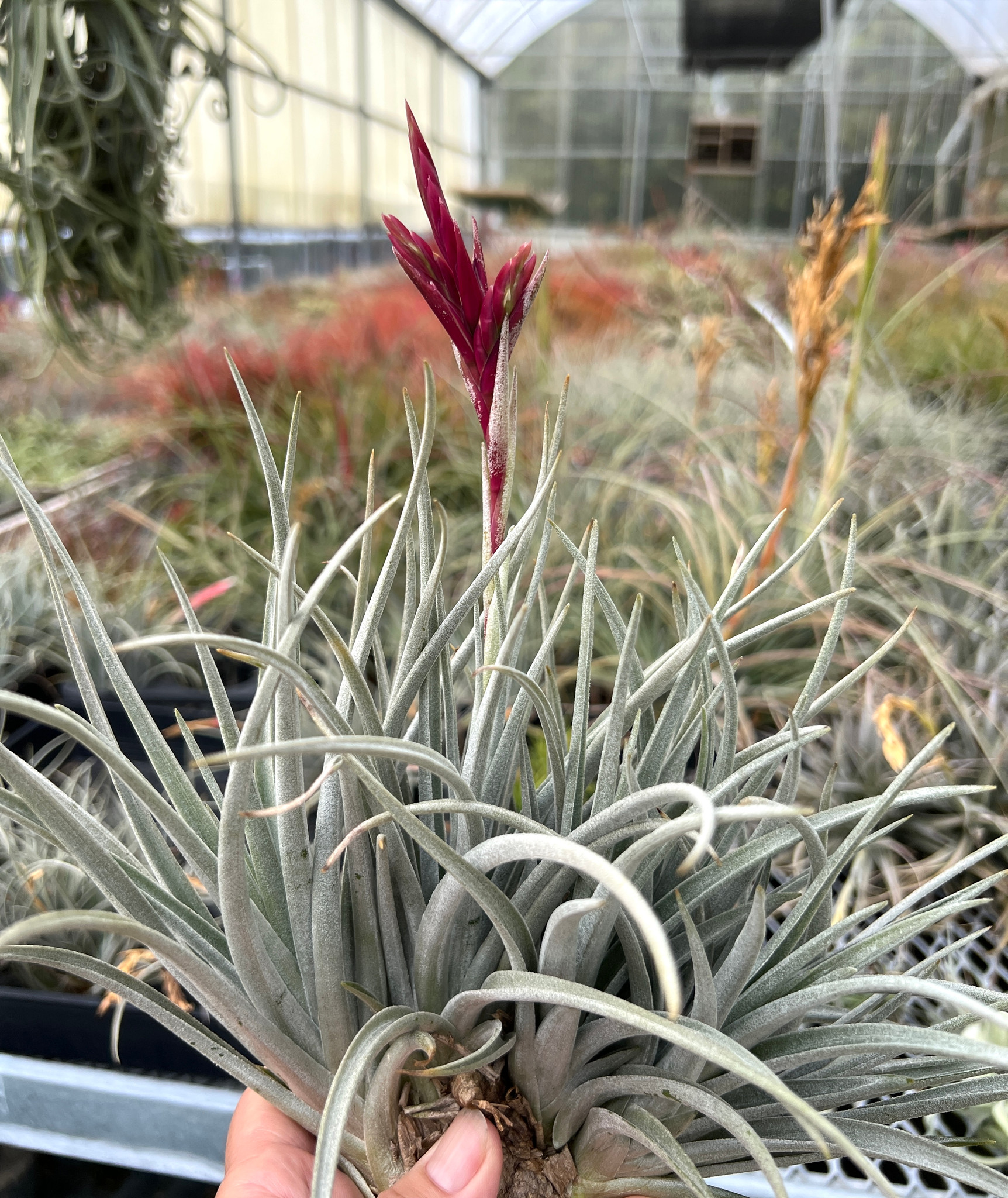 Tillandsia Dottie - Bird Rock Tropicals