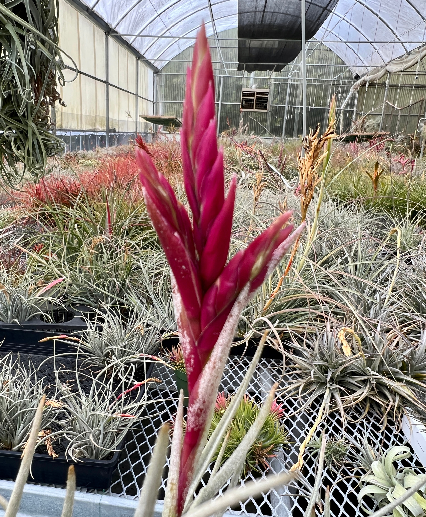 Tillandsia Dottie - Bird Rock Tropicals