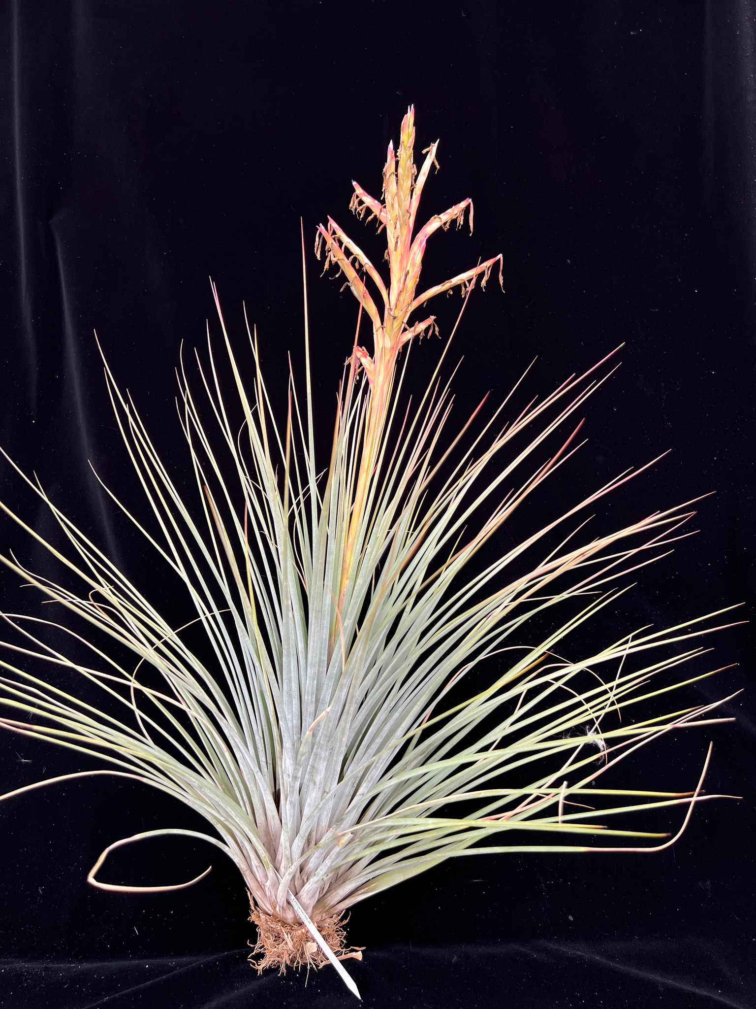 Tillandsia hammeri x rodrigueziana - Bird Rock Tropicals