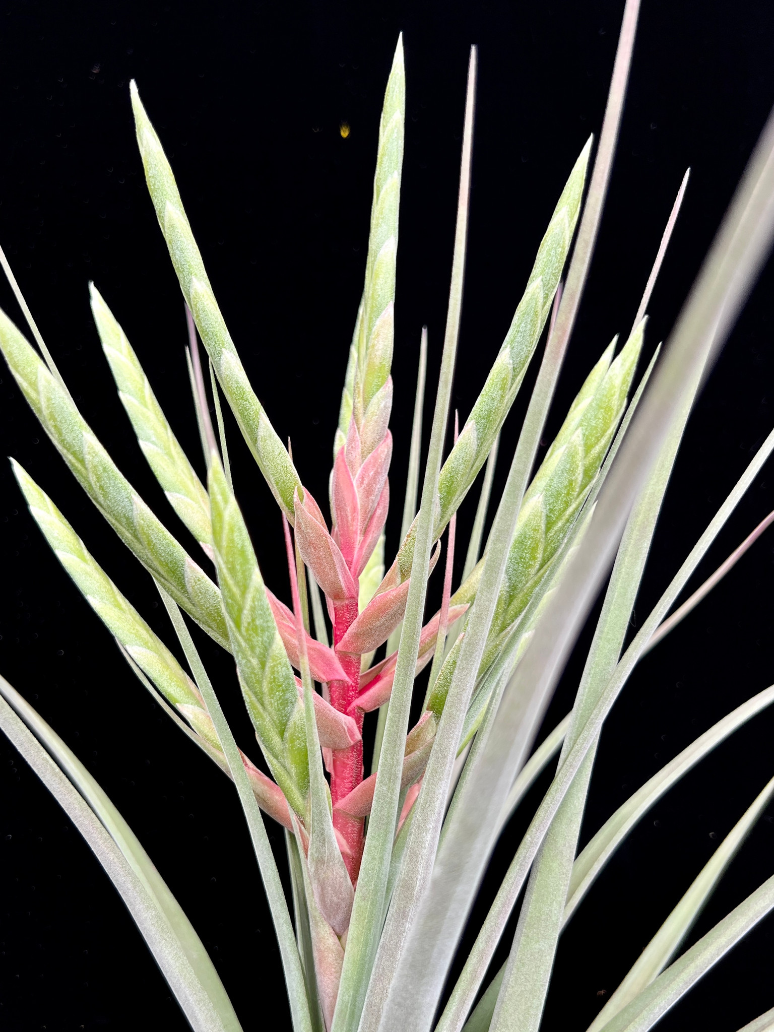Tillandsia streptophylla x fasciculata - Bird Rock Tropicals