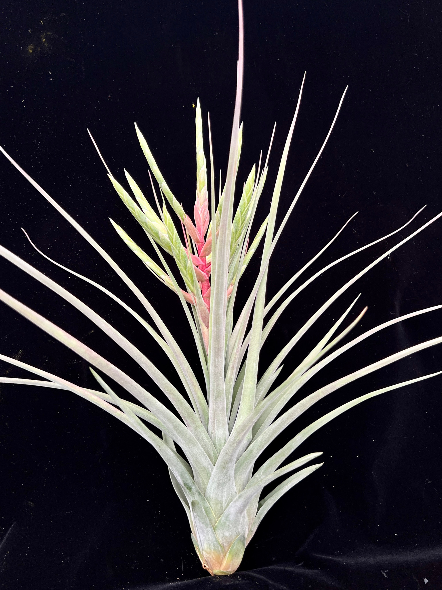 Tillandsia pringlei x T.streptophylla チランジア・プリンゲリx