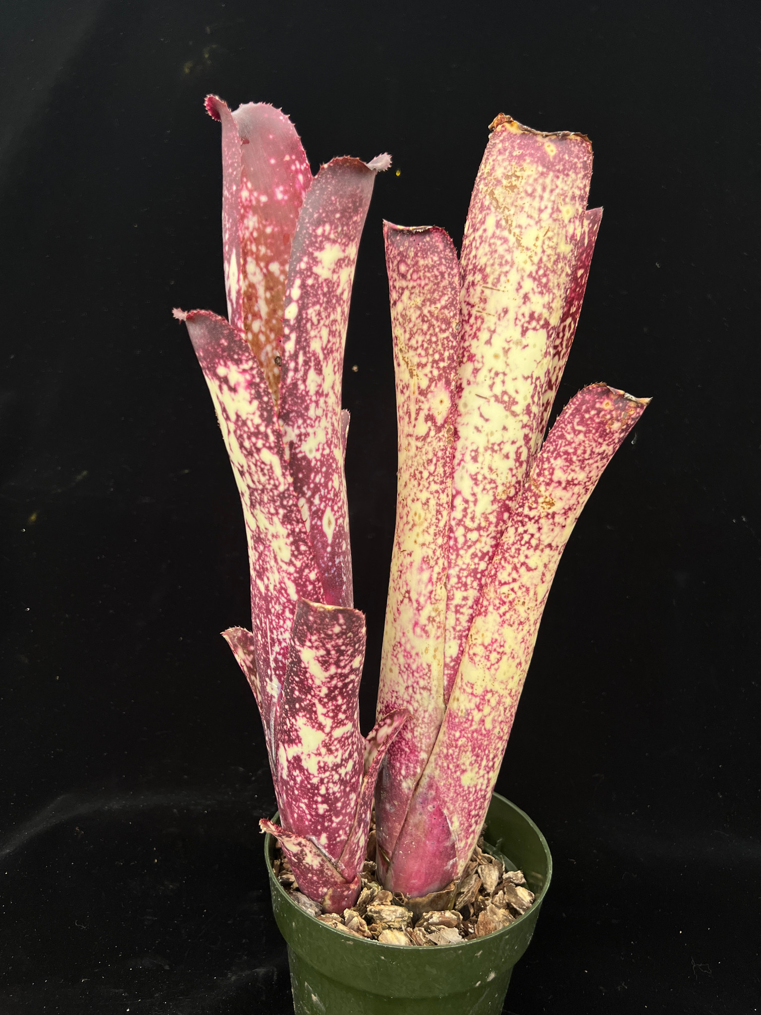 ブロメリア・エアープランツ Billbergia Wild Thing Billbergia Wild Thing - Bird Rock Tropicals