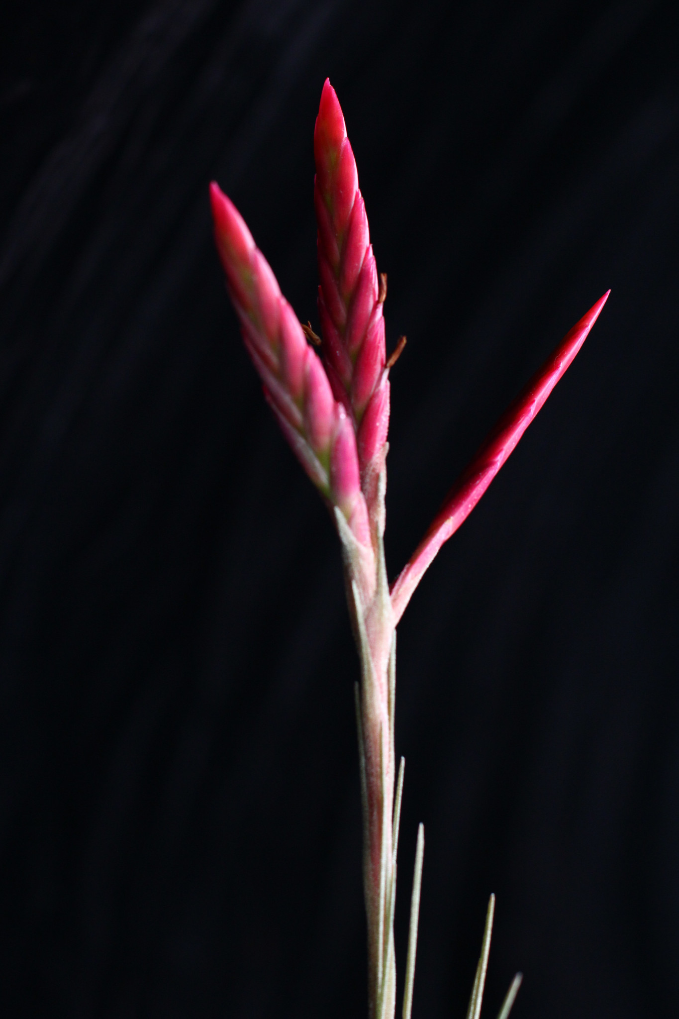 Tillandsia floribunda x juncea - Bird Rock Tropicals