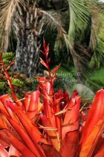 Aechmea blanchetiana 'Wally Berg' - Bird Rock Tropicals