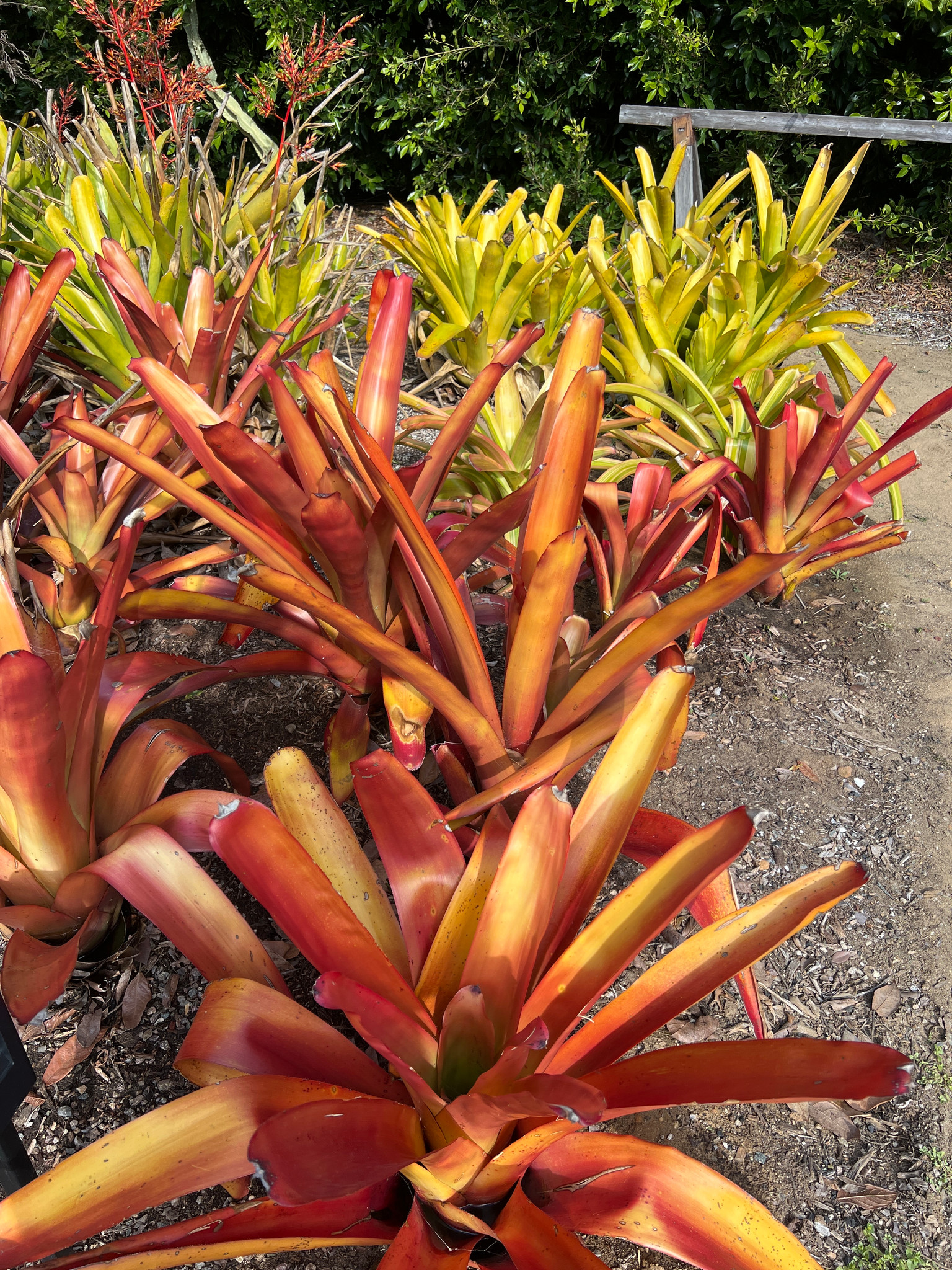 Aechmea blanchetiana 'Wally Berg' - Bird Rock Tropicals