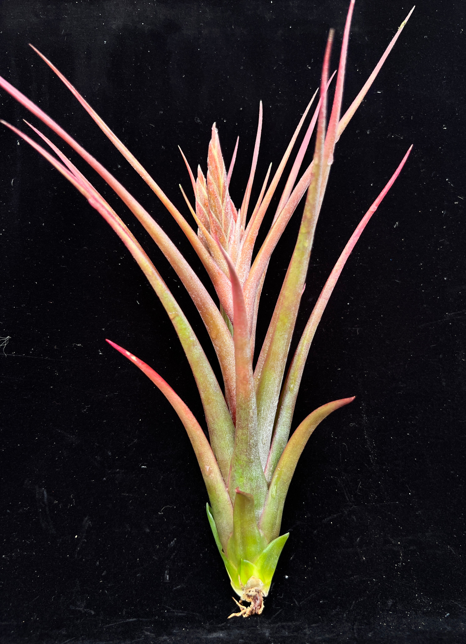 Tillandsia circinnatoides 本物 開花確認済み TI産 【公式通販】 Tillandsia circinnatoides 本物 開花確認済み TI産 【公式通販】