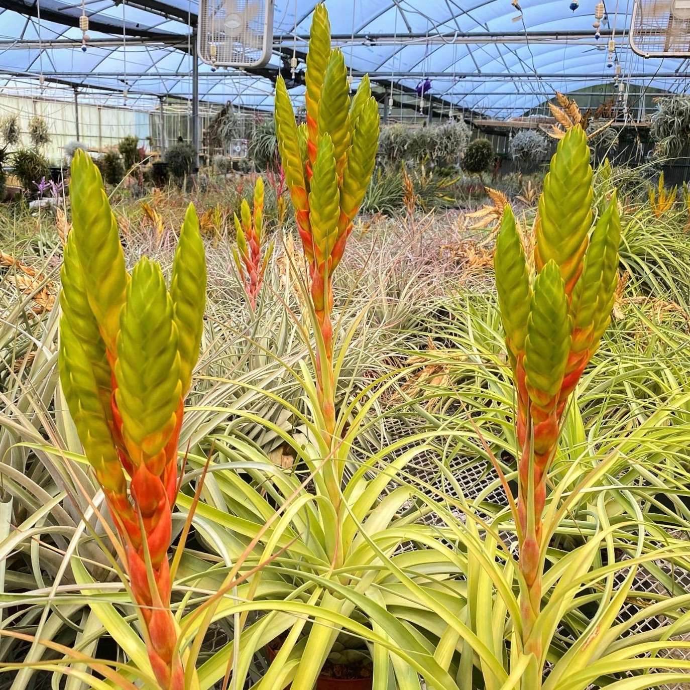 Tillandsia rothii x jalisco-monticola - Bird Rock Tropicals