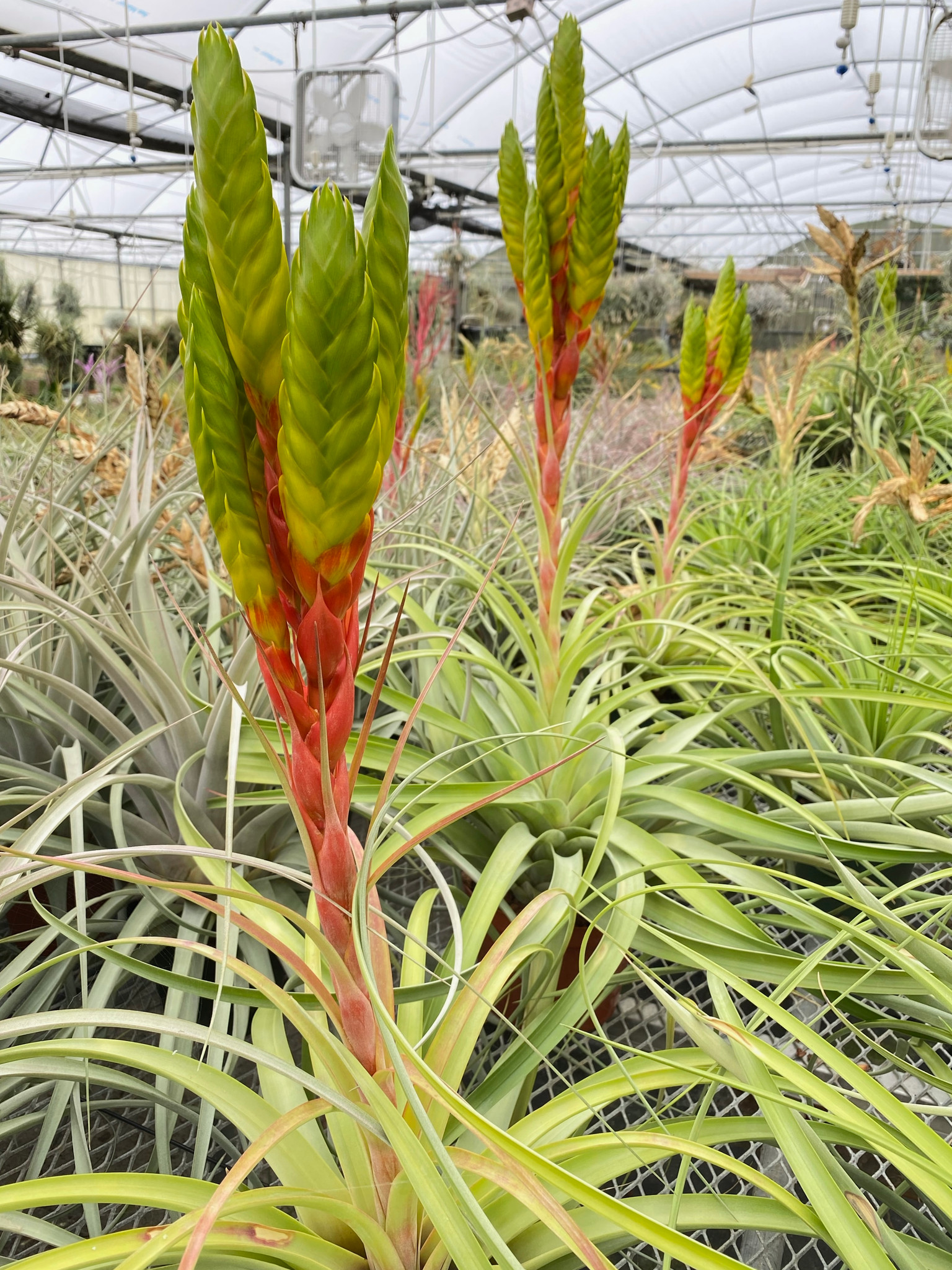 Tillandsia rothii x jalisco-monticola - Bird Rock Tropicals
