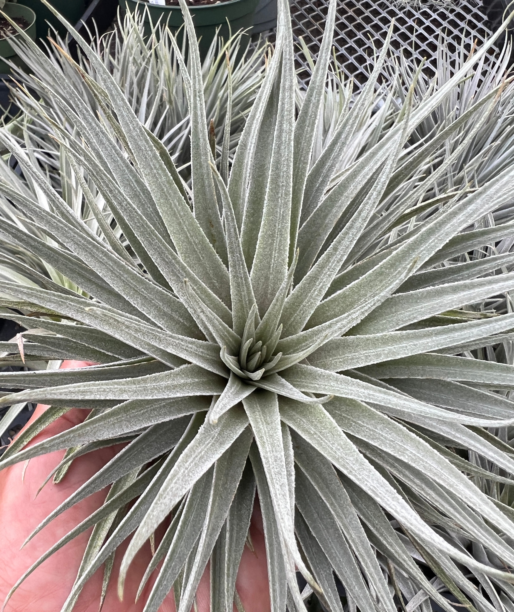 Tillandsia カウツキー カウツキー 13号 | air-plants TENGU-DO