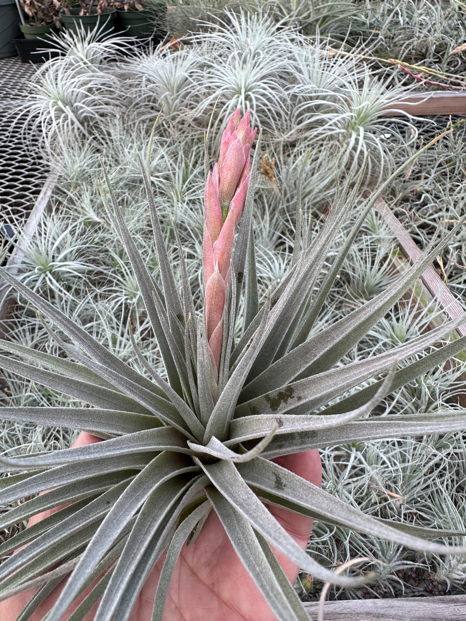 ブロメリア・エアープランツ Tillandsia kautskyi ブロメリア・エアープランツ Tillandsia kautskyi ブロメリア・エアー