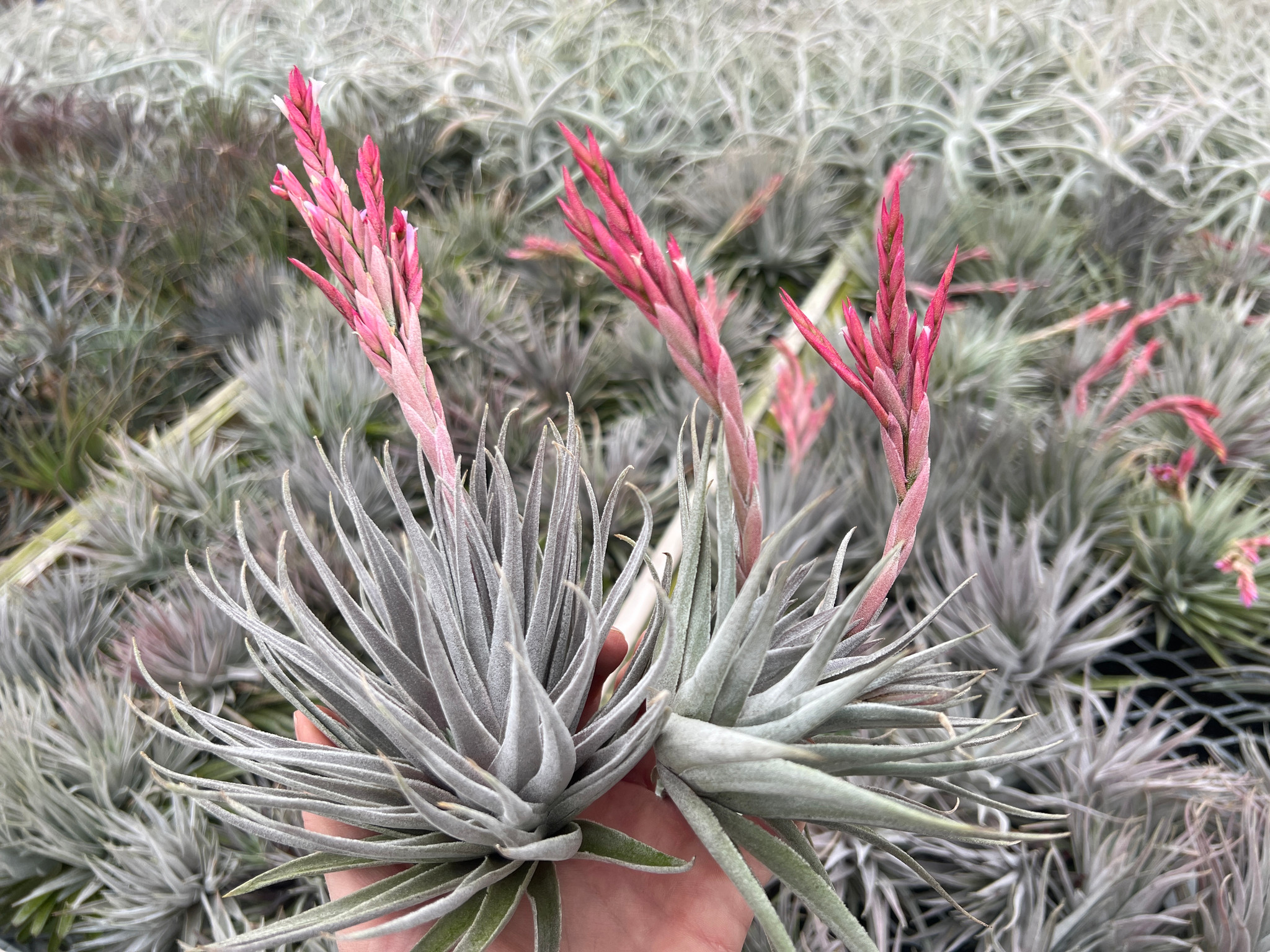 Tillandsia kautskyi hybrid (purple silver form) - Bird Rock Tropicals