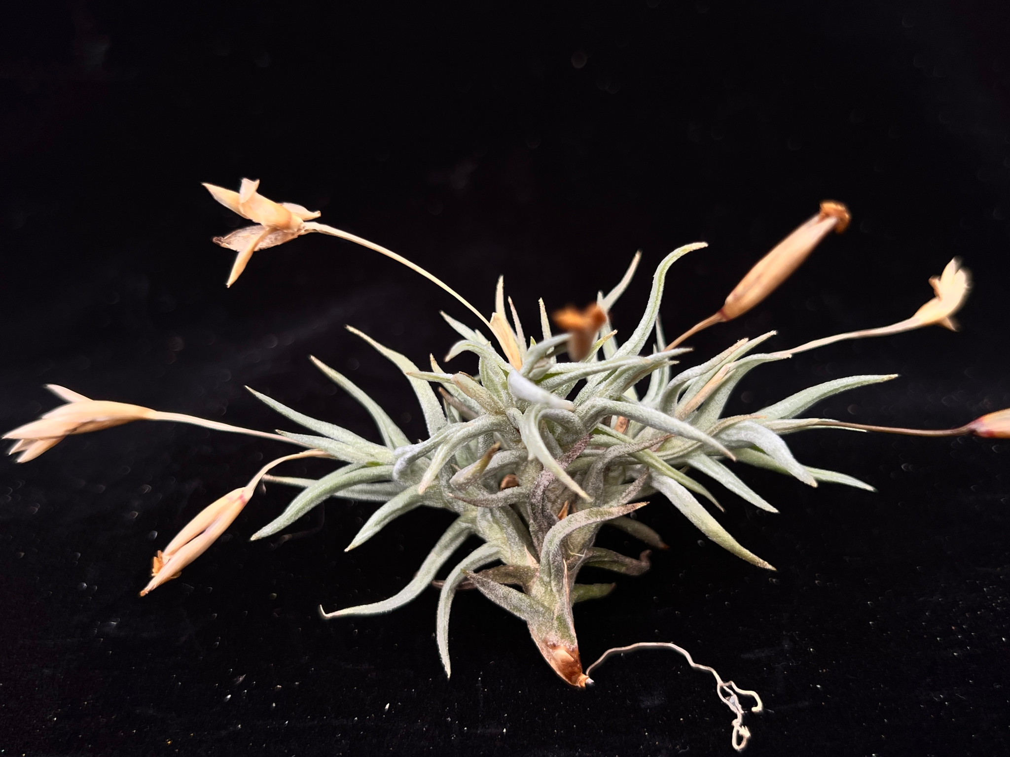 Tillandsia funebris - Bird Rock Tropicals Tillandsia funebris - Bird Rock Tropicals