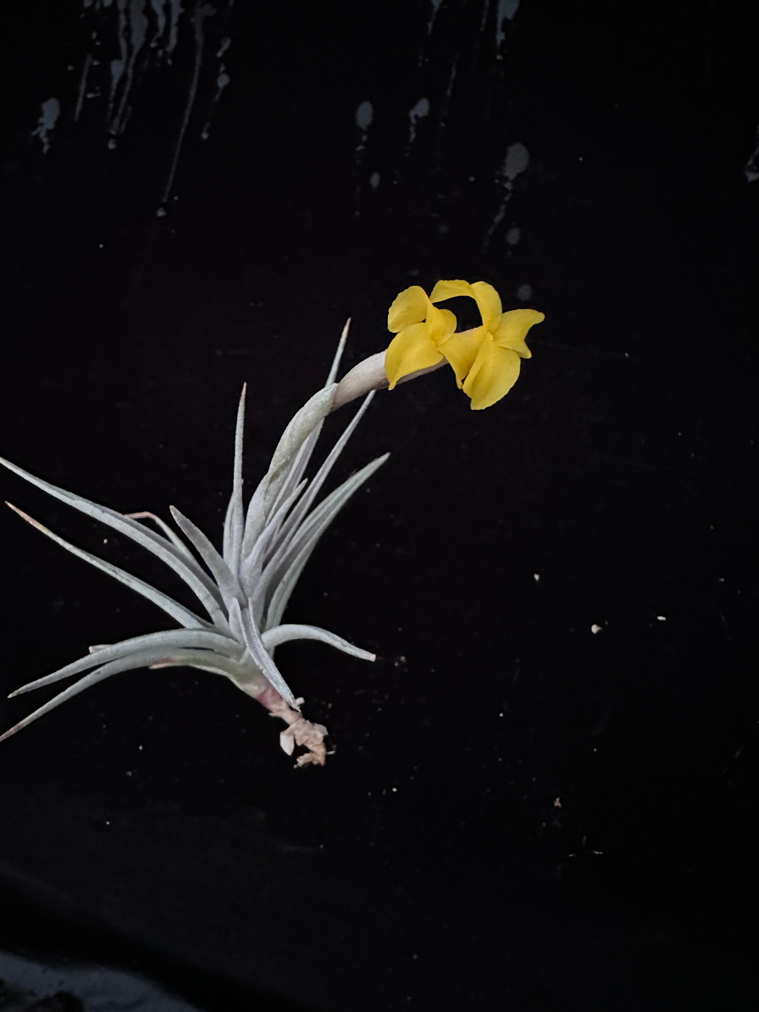 Tillandsia ixioides (Fragrant form) - Bird Rock Tropicals