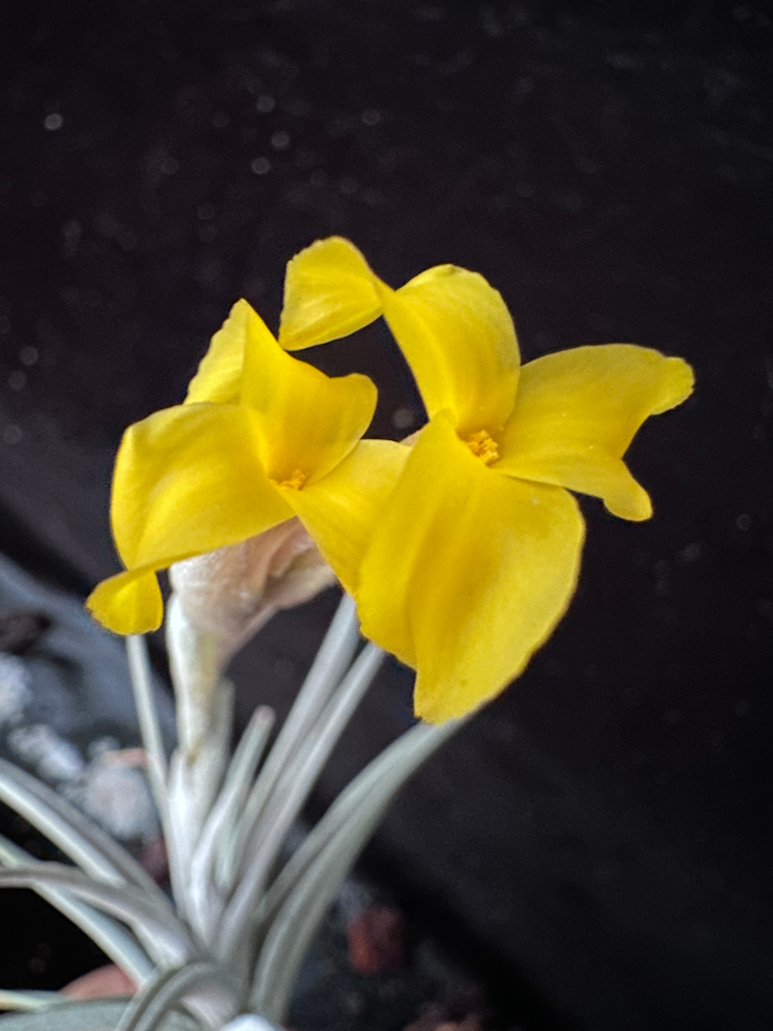 Tillandsia ixioides (Fragrant form) - Bird Rock Tropicals