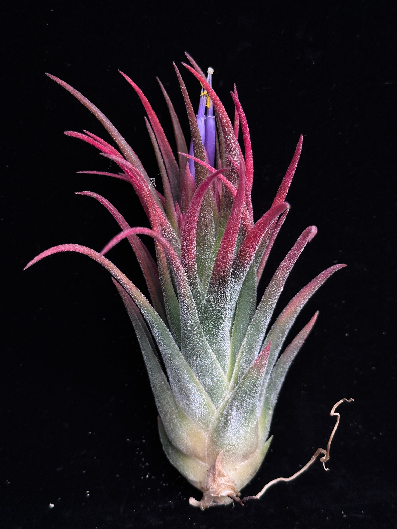 Tillandsia ギリエシー ポリスタキア Tillandsia ギリエシー ポリスタキア ティランジア ギリエシー