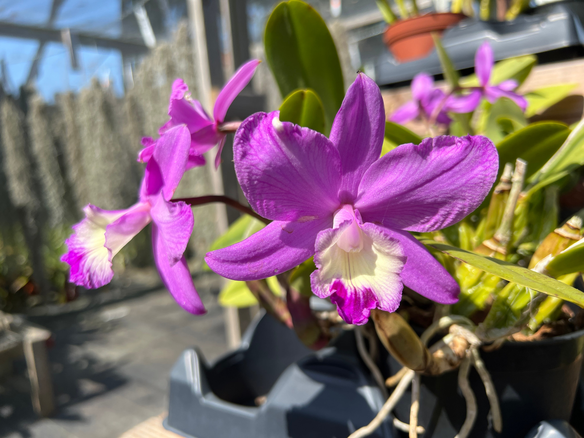 Laelia Angelwalker x fidelensis - Bird Rock Tropicals