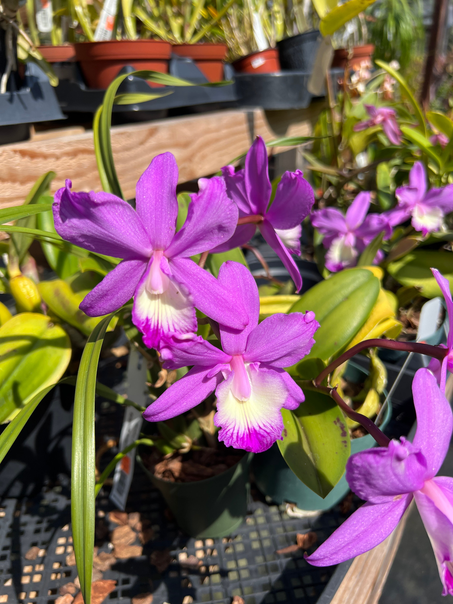 Laelia Angelwalker x fidelensis - Bird Rock Tropicals