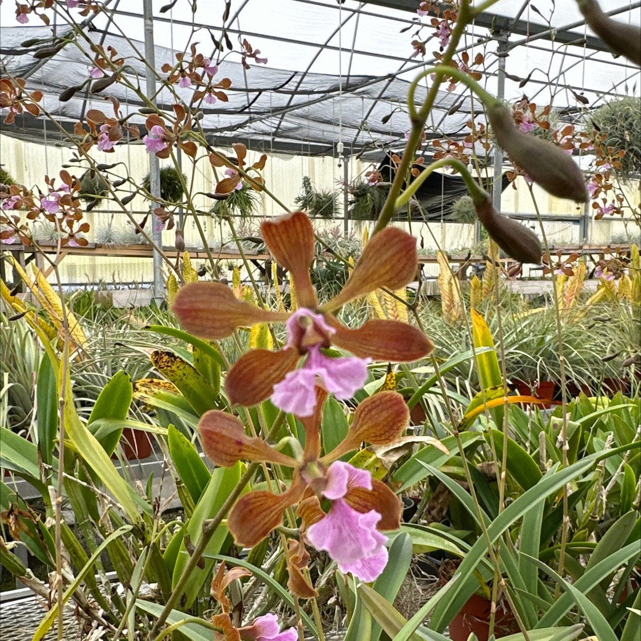 Encyclia hanburyi - Bird Rock Tropicals