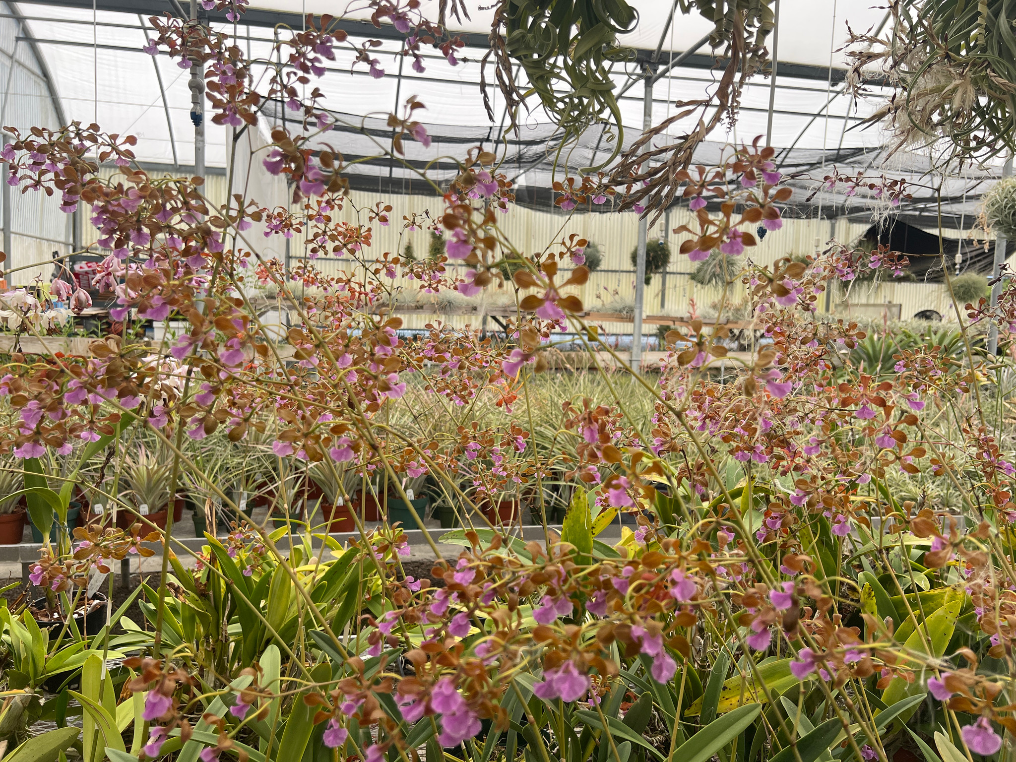 Encyclia hanburyi - Bird Rock Tropicals