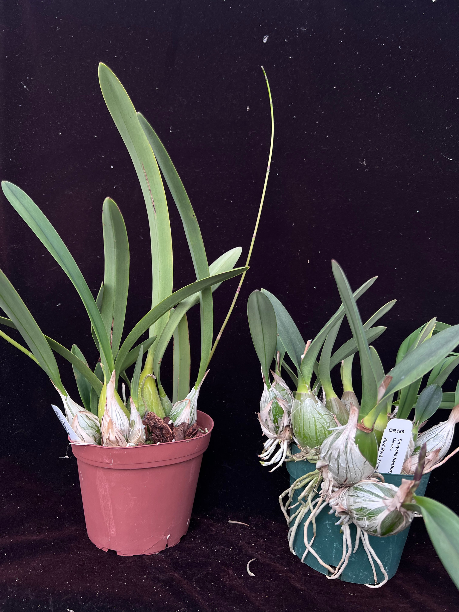 Encyclia hanburyi (dark flower form) - Bird Rock Tropicals