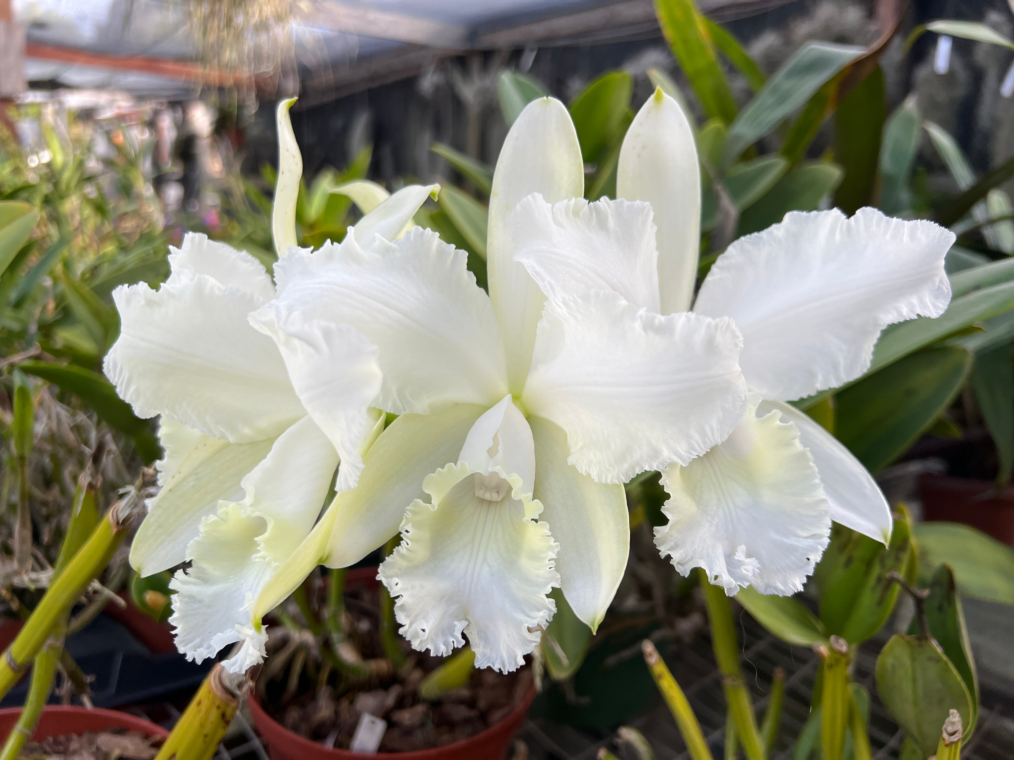 C. Jean Marie Skelly 'Ridgeway' HCC/AOS - Bird Rock Tropicals