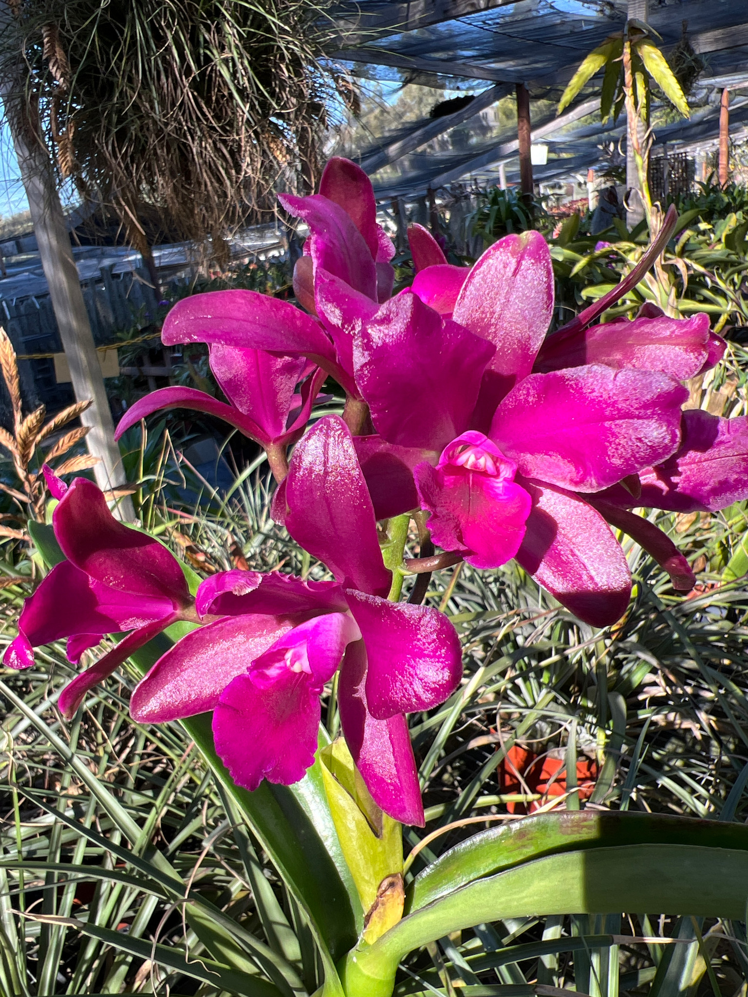 C. Bactia 'Forever Yours' - Bird Rock Tropicals