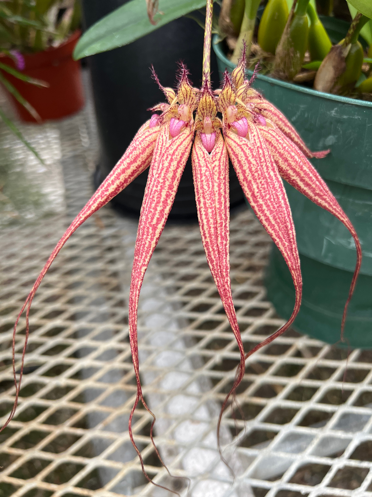 Cirr. Elizabeth Anne 'Buckleberry' FCC/AOS - Bird Rock Tropicals