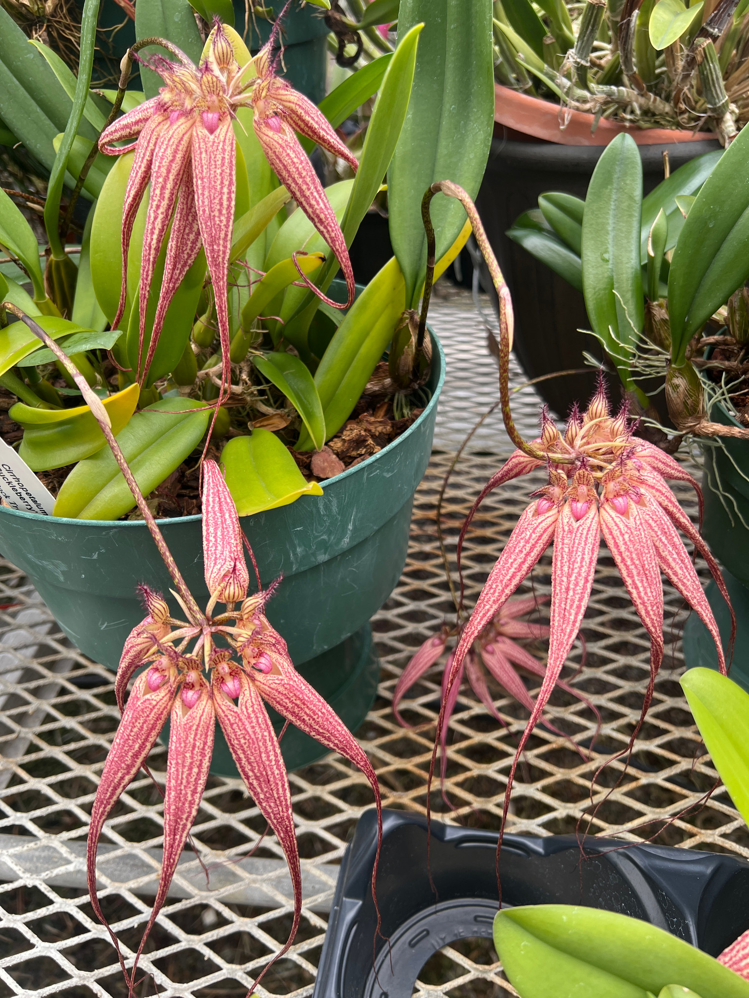 Cirr. Elizabeth Anne 'Buckleberry' FCC/AOS - Bird Rock Tropicals