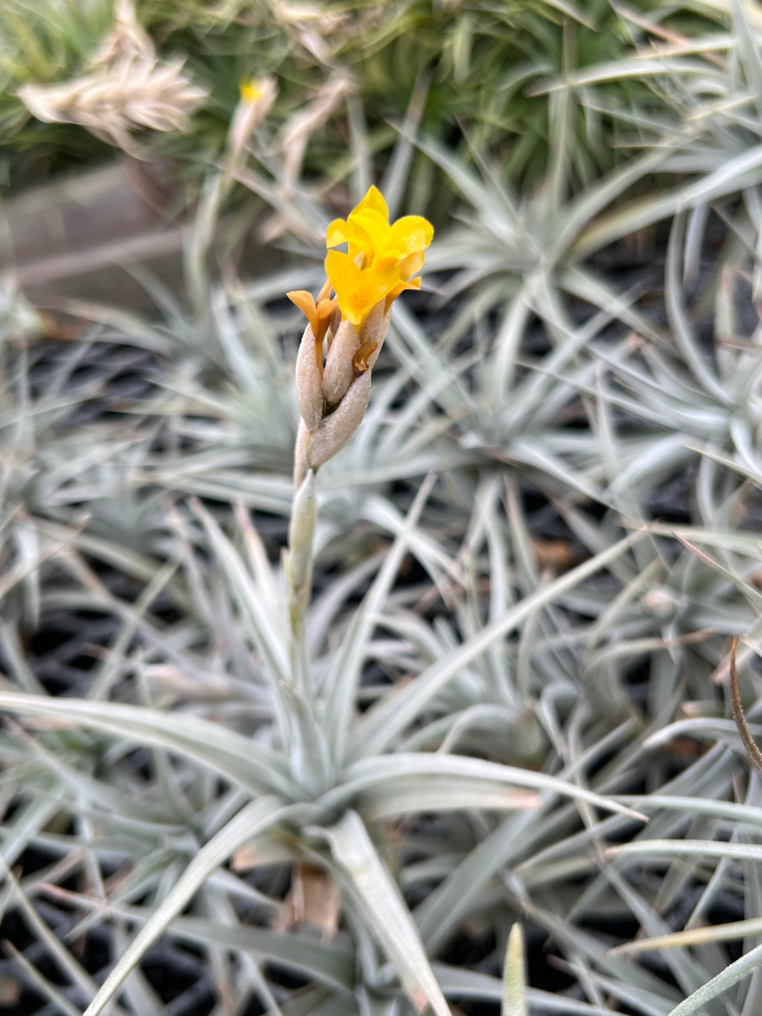 Tillandsia ixioides - Bird Rock Tropicals