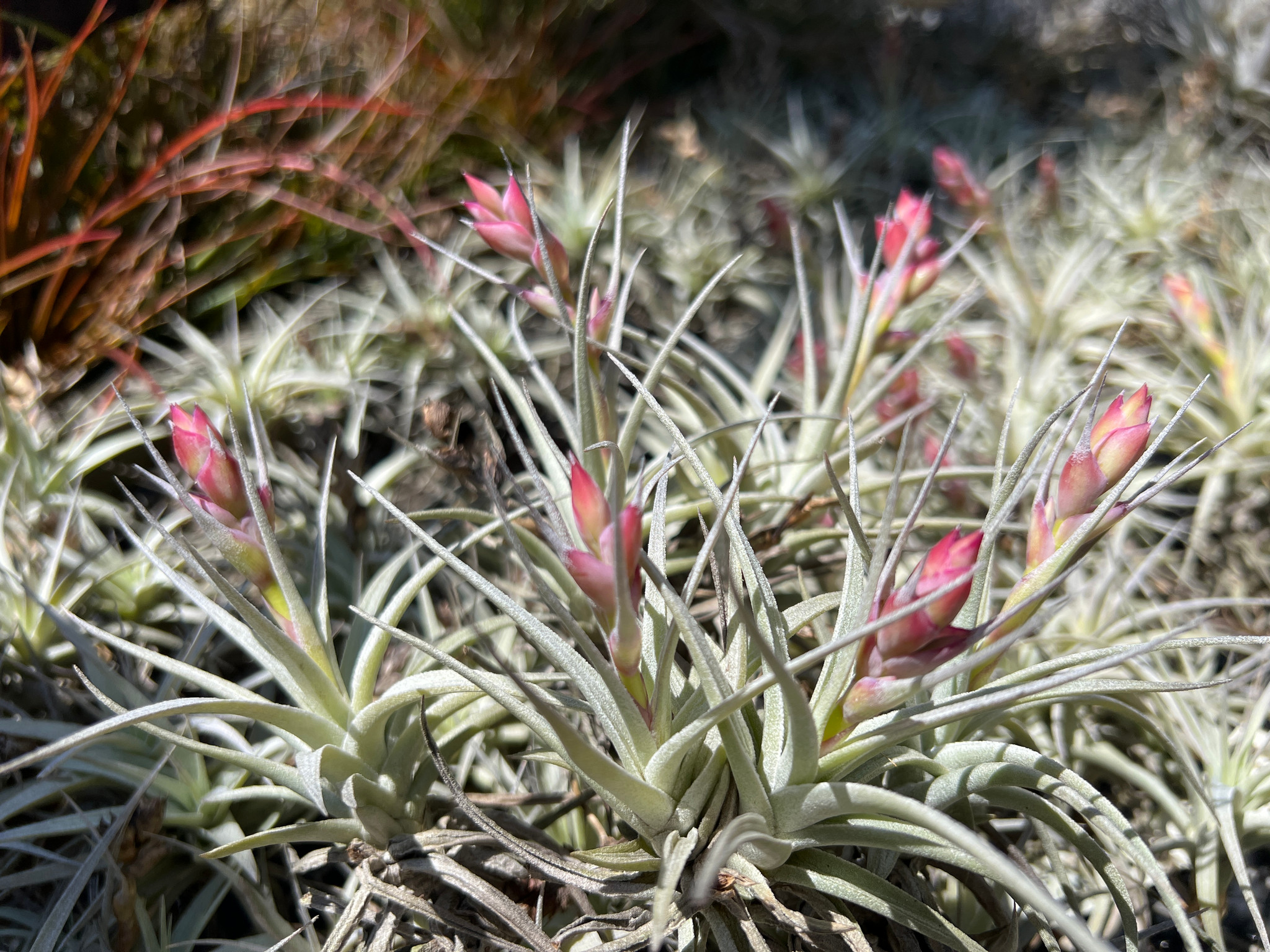 Tillandsia stricta var. albifolia - Bird Rock Tropicals