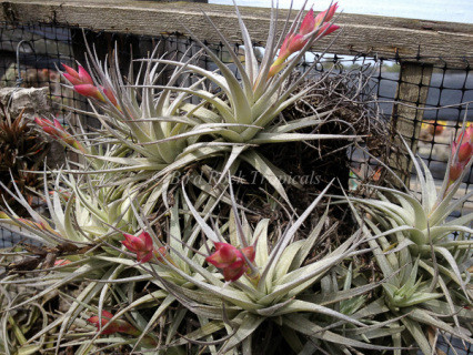 Tillandsia stricta var. albifolia - Bird Rock Tropicals