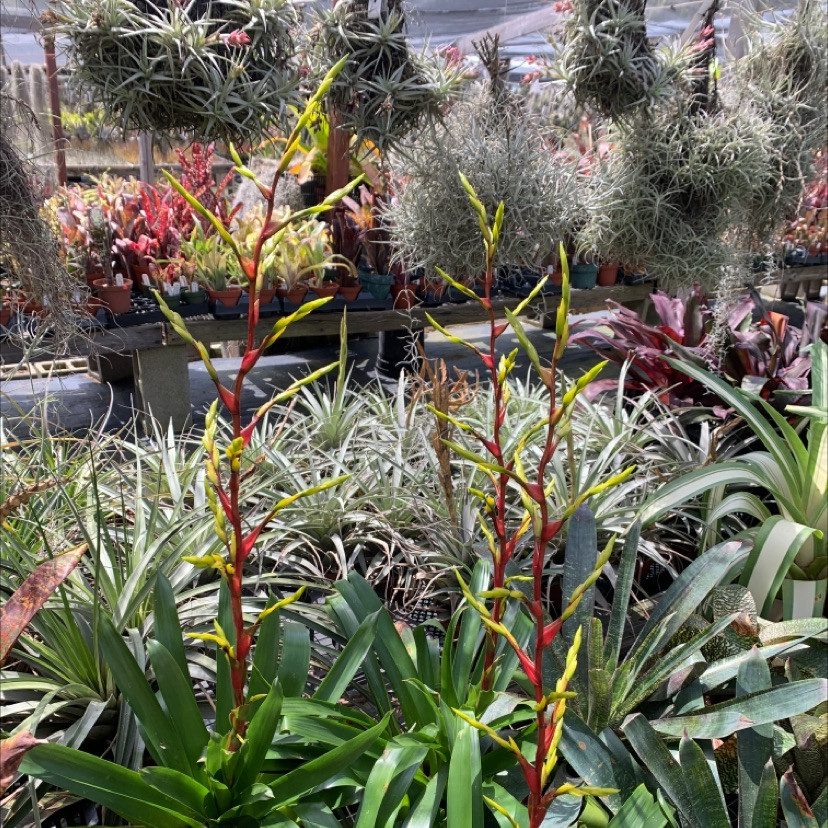 Vriesea muelleri - Bird Rock Tropicals