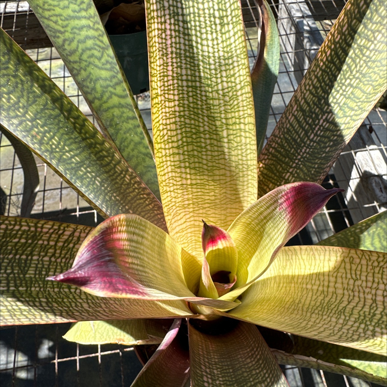 Vriesea fosteriana x platynema 'Pink' - Bird Rock Tropicals