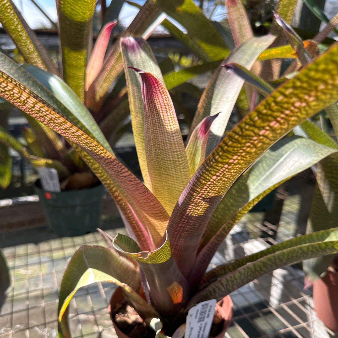 Vriesea fosteriana x platynema 'Pink' - Bird Rock Tropicals