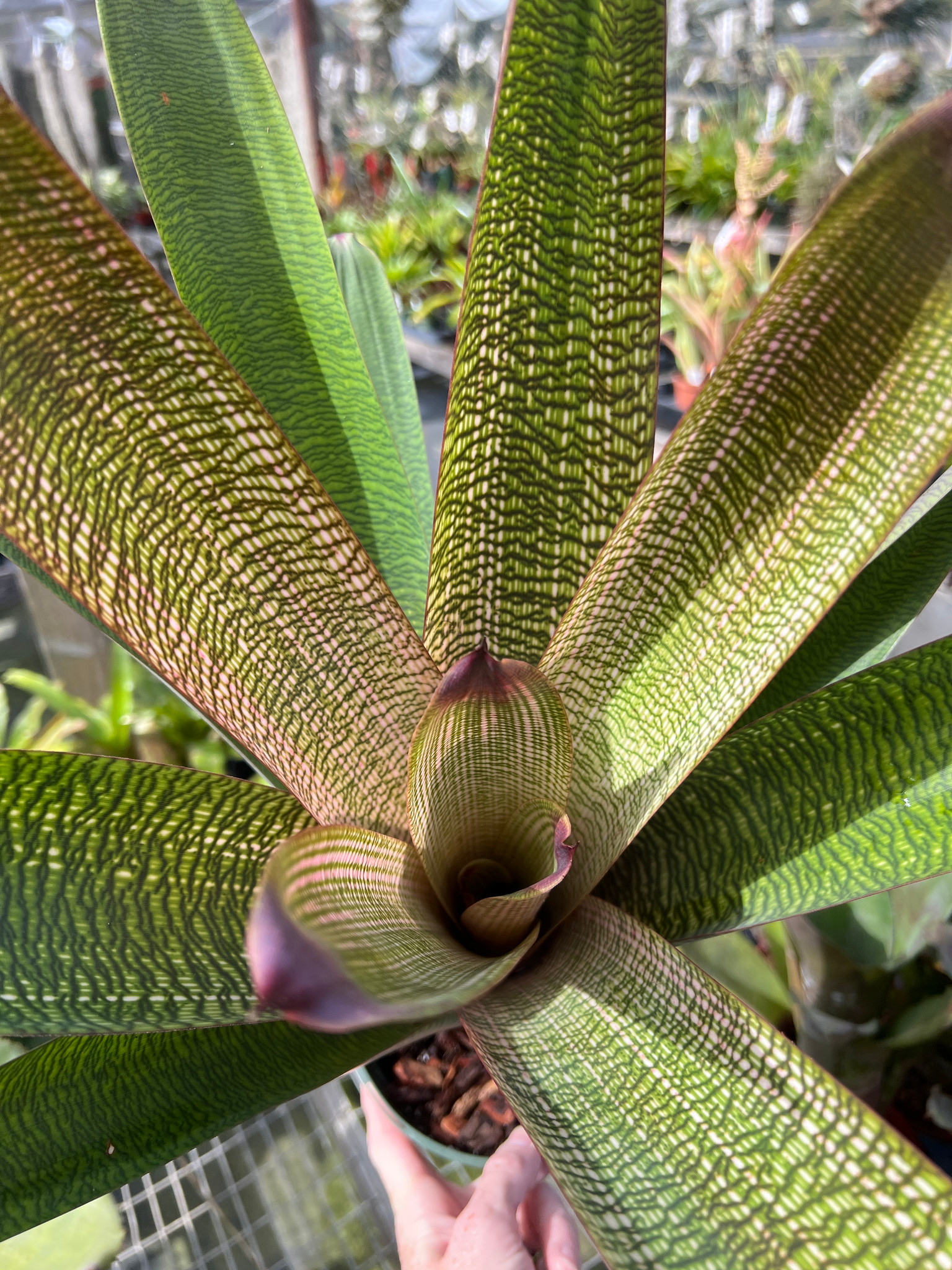 Vriesea fosteriana x platynema 'Pink' - Bird Rock Tropicals