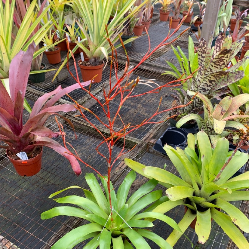 Vriesea sparsiflora - Bird Rock Tropicals