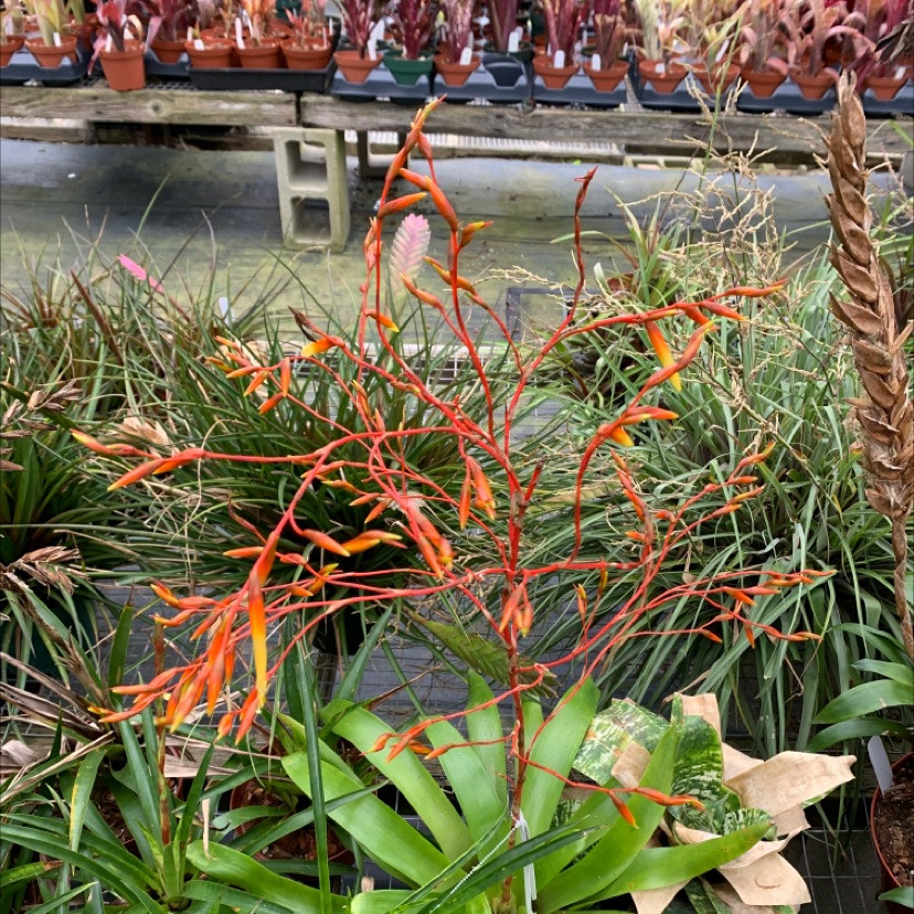 Vriesea sparsiflora - Bird Rock Tropicals