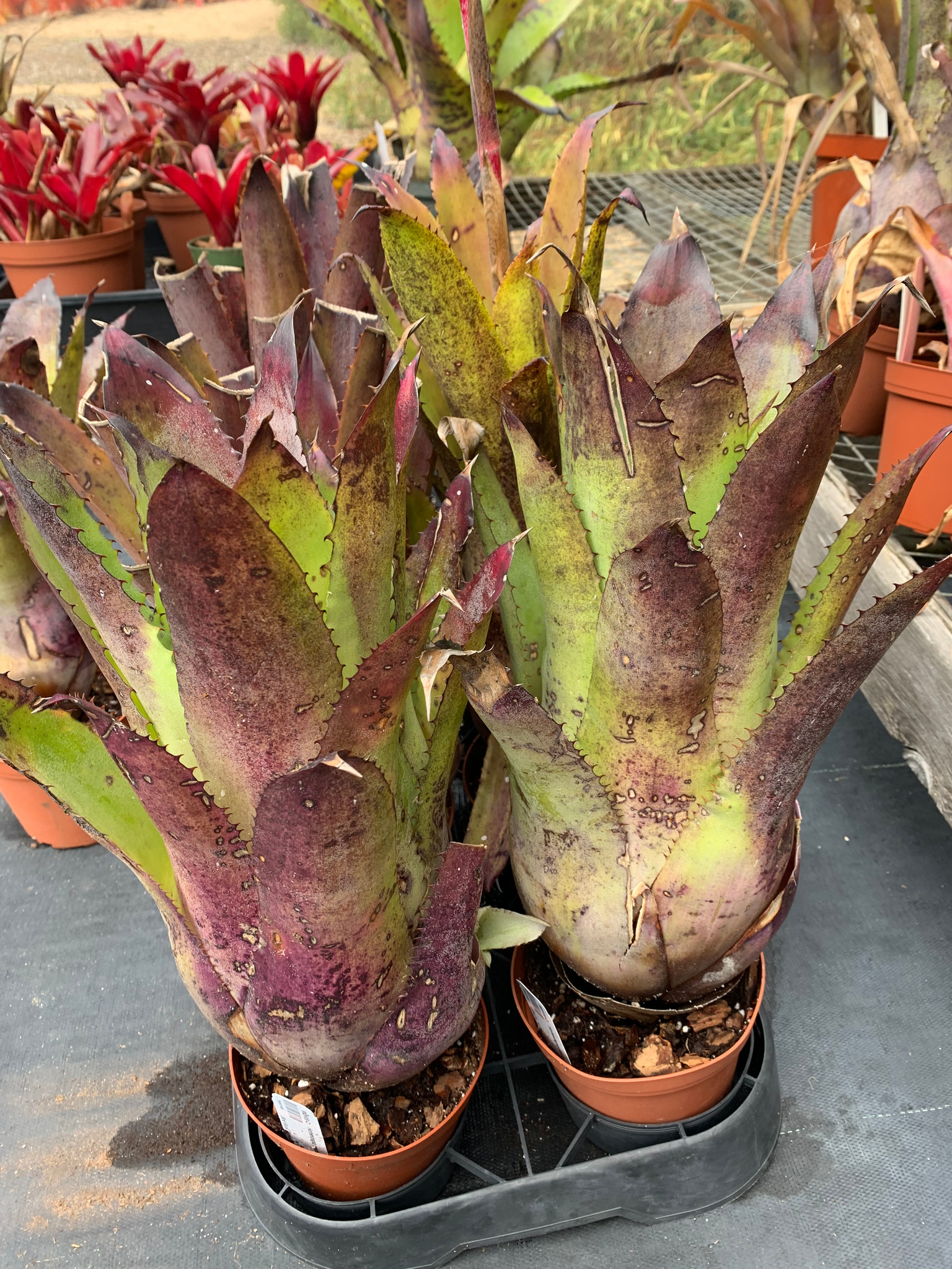 Hohenbergia leopoldo-horstii ホヘンベルギア レオポルドホルス Hohenbergia leopoldo-horstii ホヘンベルギア レオポルドホルス